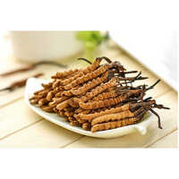 Cordyceps Sinensis - Herbal Mixture, Dosage As Per Requirement, Store In Cool Conditions