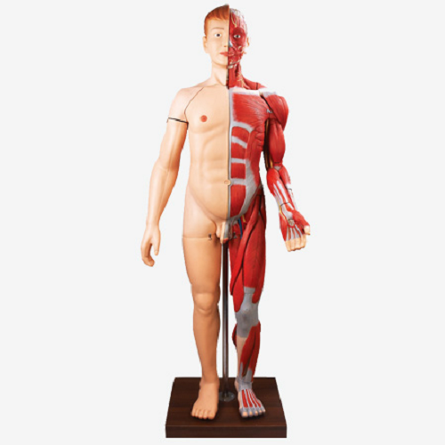 GD/A10001 Full Size Human Body Muscles with Internal Organs