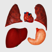 GD/A10001 Full Size Human Body Muscles with Internal Organs