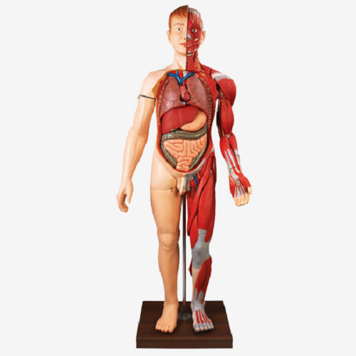 GD/A10001 Full Size Human Body Muscles with Internal Organs