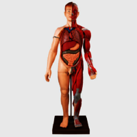 GD/A10001 Full Size Human Body Muscles with Internal Organs