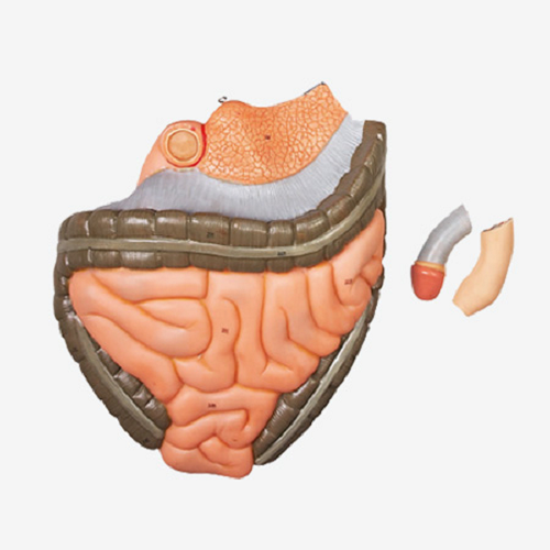 GD/A10001 Full Size Human Body Muscles with Internal Organs