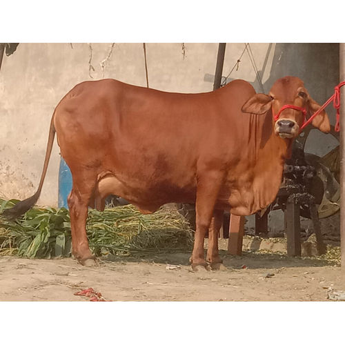 Different Available Brown Gir Cow at Best Price in Karnal | Vijay Dairy ...