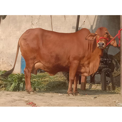 Brown Gir Cow