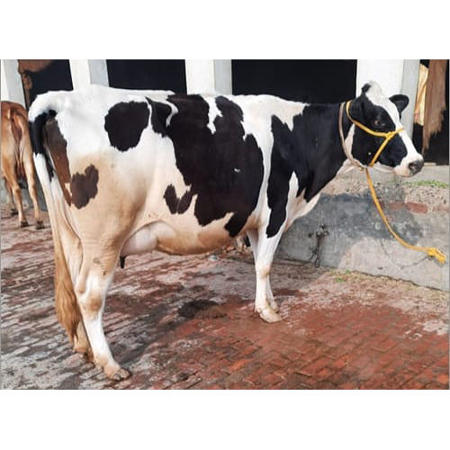 Indian HF Cow