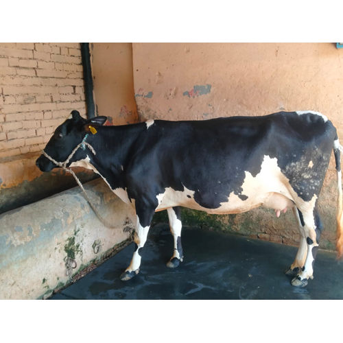 HF Breed Cow