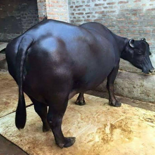 Indian Murrah Buffalo