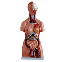 Xc-204 Unisex Torso 23 Parts (85 Cm) - Color: Multicolour