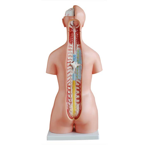 XC-204 Unisex Torso 23 parts (85 cm)