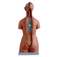 XC-204 Unisex Torso 23 parts (85 cm)