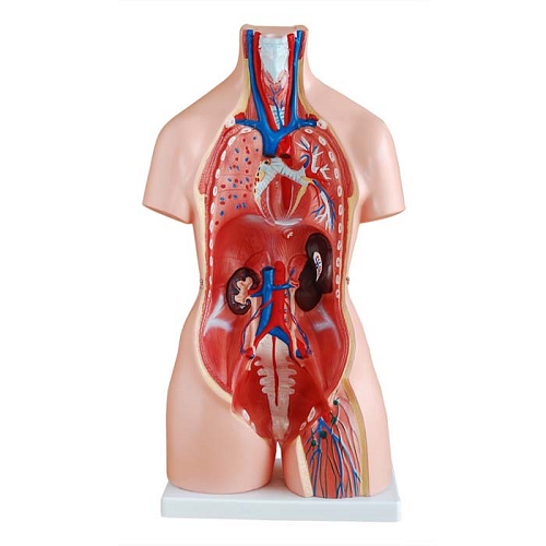 XC-204 Unisex Torso 23 parts (85 cm)