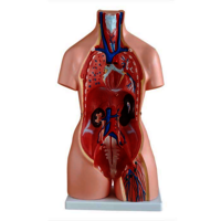 XC-204 Unisex Torso 23 parts (85 cm)