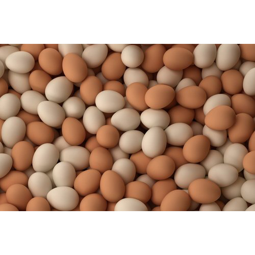 Fresh Chicken Egg