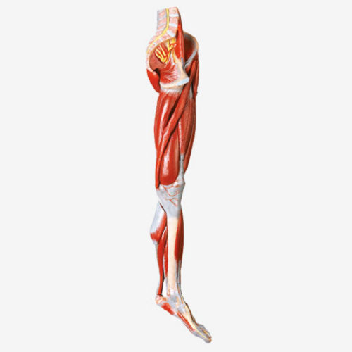 Human Torso Model