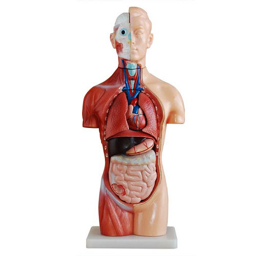 Human Torso Model