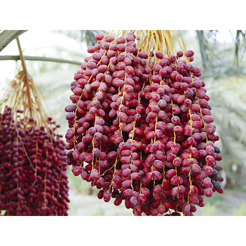 Fresh Dates