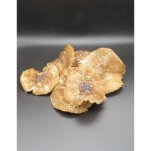 Common 100G Dry Amanita Panterina