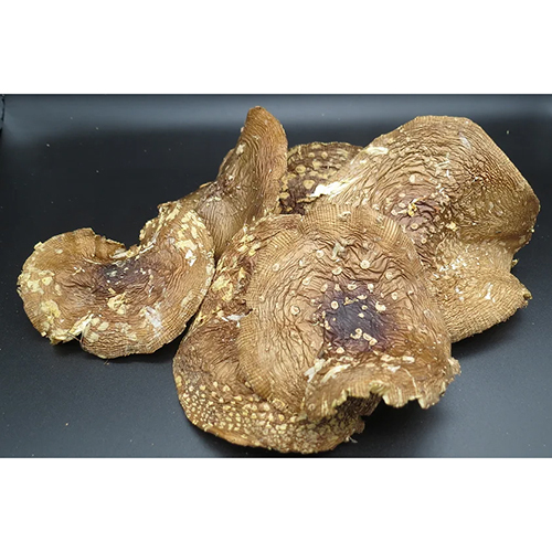 Common 50G Dry Amanita Panterina