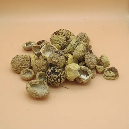 Common 60G Dry Amanita Regalis