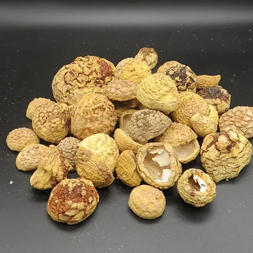 Common 30G Dry Amanita Regalis