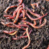 Eisena Fetida Live Earthworm Application: Organic Fertilizer