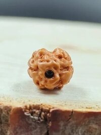 2 Mukhi Rudraksha Indonesia