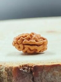 2 Mukhi Rudraksha Indonesia