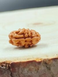 2 Mukhi Rudraksha Indonesia