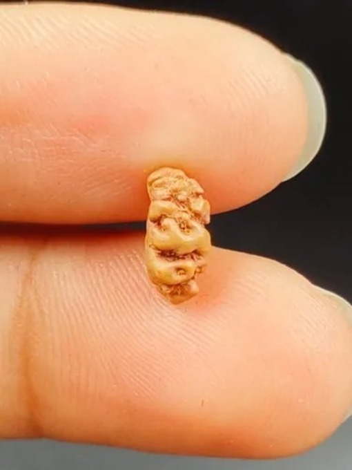 1 Mukhi Rudraksha Indonesia