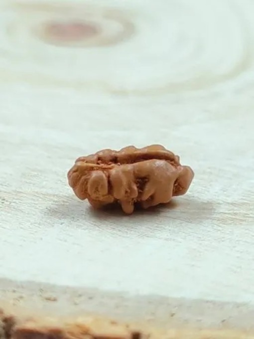 1 Mukhi Rudraksha Indonesia