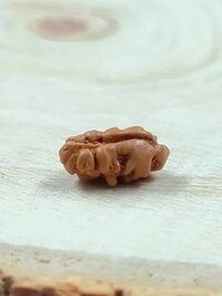 1 Mukhi Rudraksha Indonesia