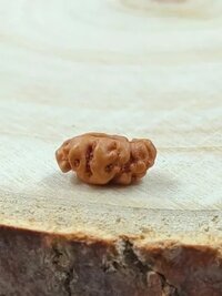 1 Mukhi Rudraksha Indonesia