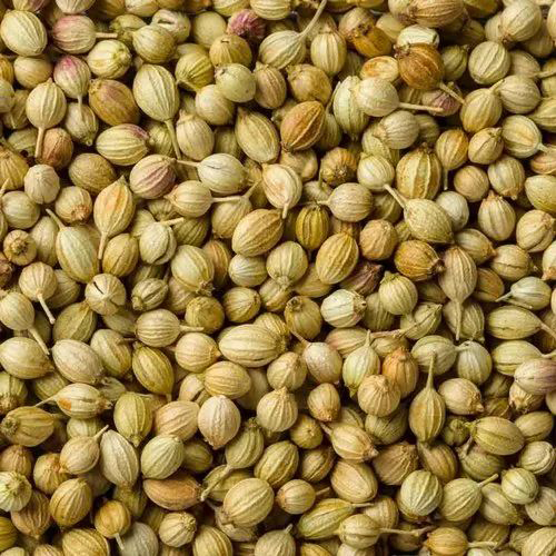 Fresh Coriander Seeds