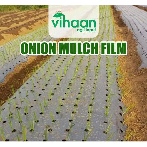 Black And Silver Or Black (During Winter) Onion Mulch Film