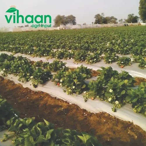 Grey Vihaan Agri Mulching