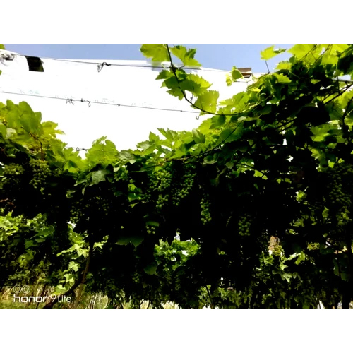 GRAPES CROP PROTECTION COVER