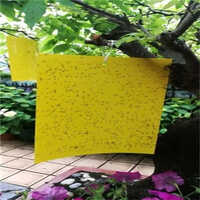 Yellow Sticky Traps