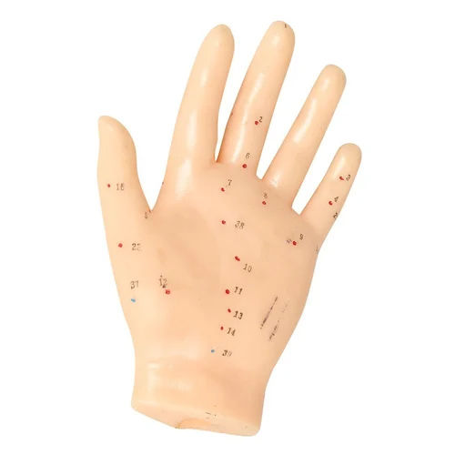 Acupuncture Hand Model