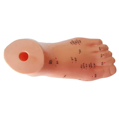 Acupuncture Foot Model