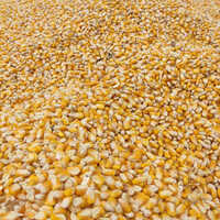 Corn GMO