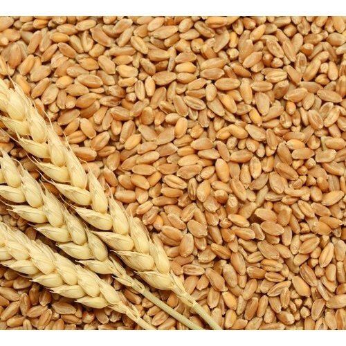 Wheat Grains