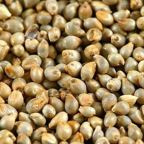 Millet Seeds - Color: Brown