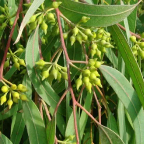 Eucalyptus Oil