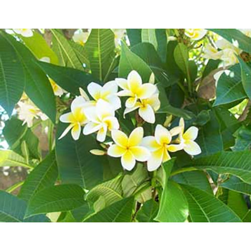 Frangipani Absolute Oil Age Group: Adults