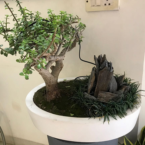 Fiber Bonsai Tray 9