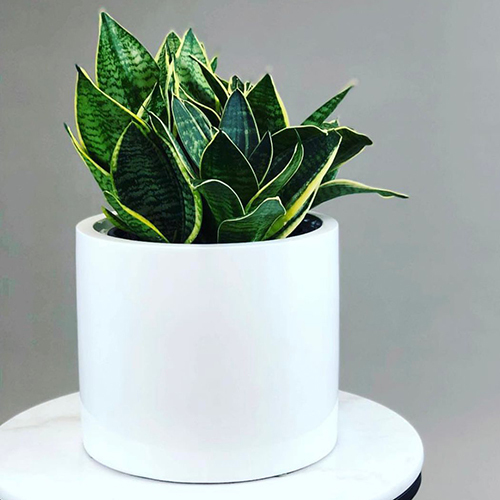 Fiber Drum Round Planters