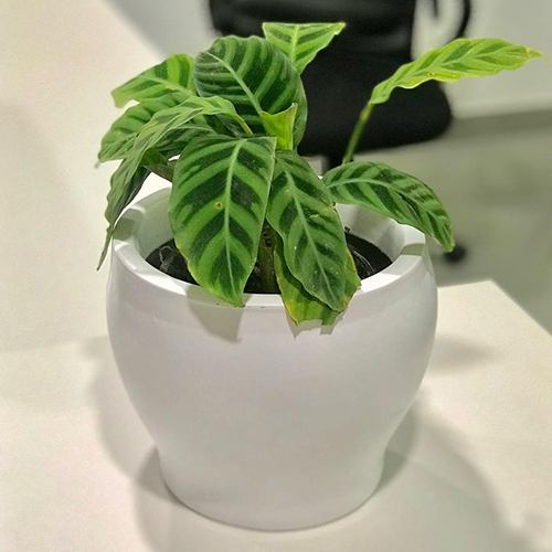 Fiber Table Top Planter