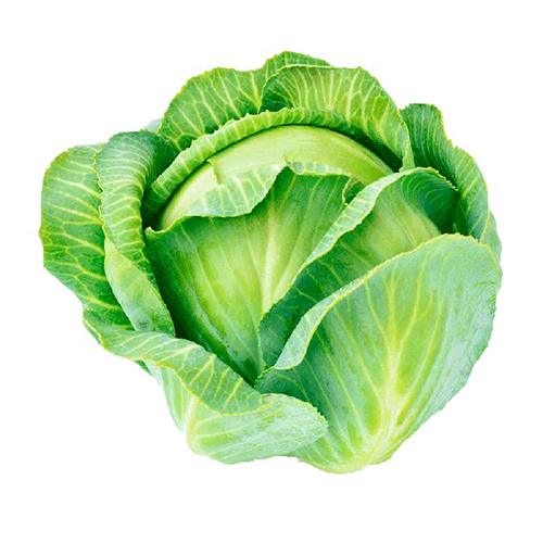 Fresh Cabbage