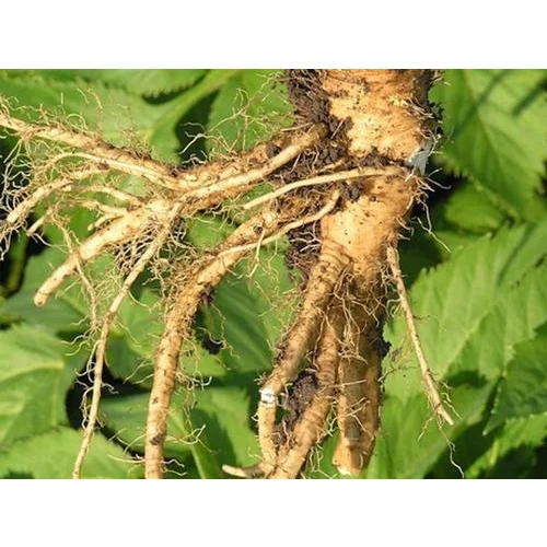 Angelica Root Oil