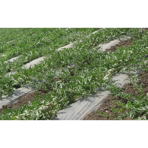 Agriculture Plastic Mulching Film Hardness: Rigid